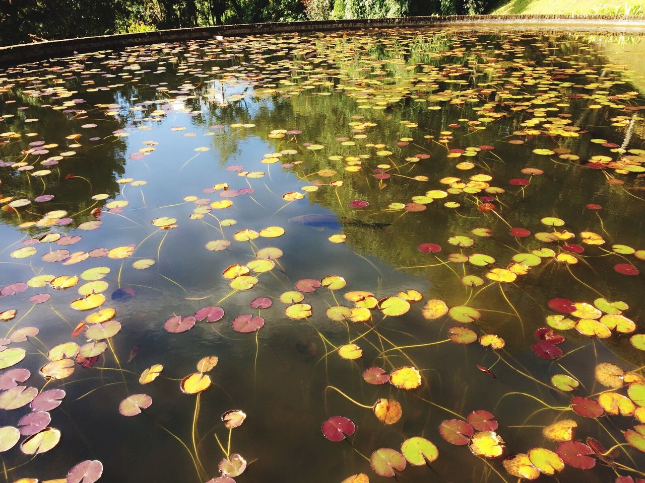 water, leaf, floating on water, water lily, pond, leaves, lake, reflection, lotus water lily, lily pad, growth, freshness, green color, beauty in nature, nature, flower, tranquility, waterfront, scenics, day, petal, fragility, standing water, blossom, in bloom, tranquil scene