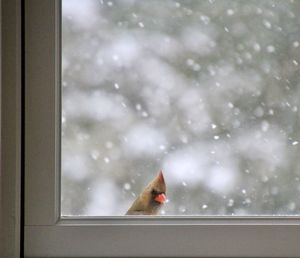 View of an animal seen through glass window