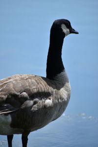 Canada goose looking out at a pond