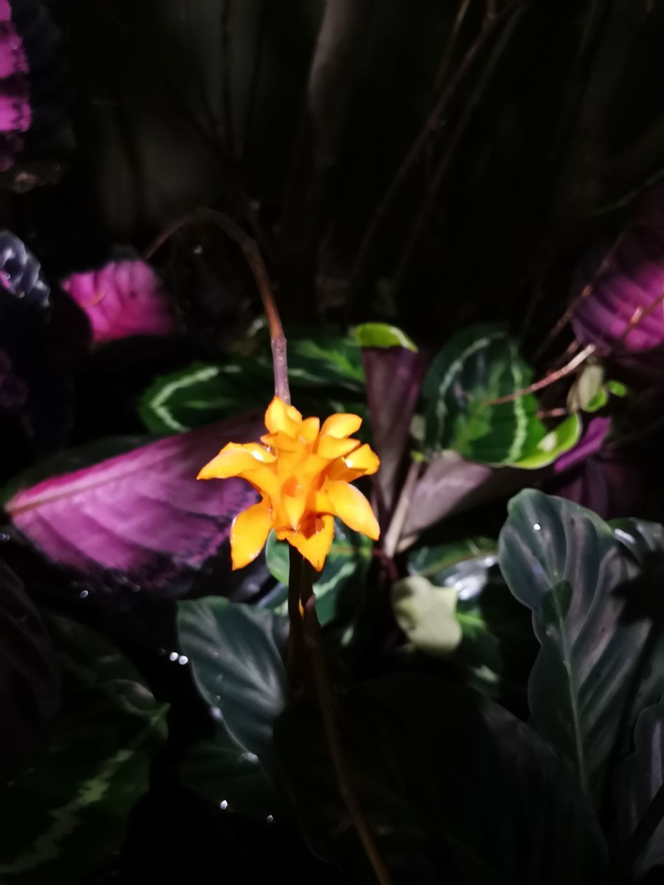 HIGH ANGLE VIEW OF PURPLE FLOWERING PLANT