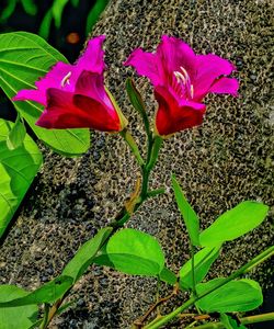 Close-up of flowers