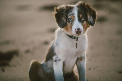 Portrait of dog sticking out tongue on beach