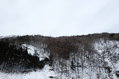 Trees on snow covered land against sky