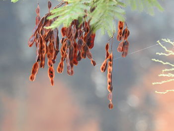 Close-up of leaves hanging on tree