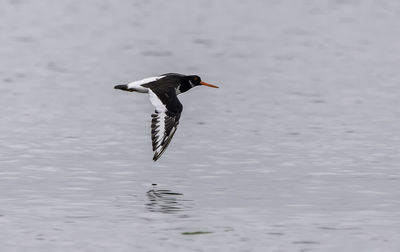 Bird flying over lake