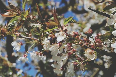 Close-up of flower on tree