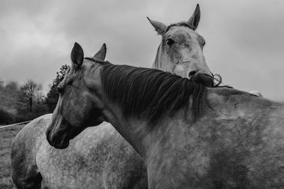 Horse in the field