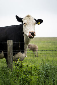 View of cow on field