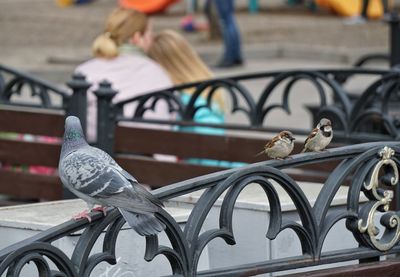 Close-up of birds perching on car