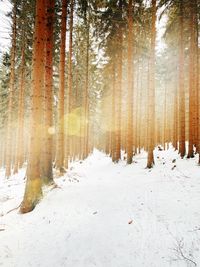 Panoramic view of pine trees in forest during winter