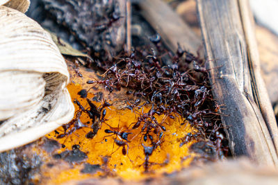 Close-up of bees on wood