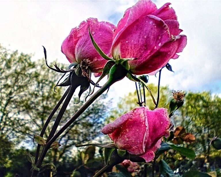 flower, freshness, petal, fragility, growth, flower head, beauty in nature, pink color, close-up, stem, nature, plant, red, leaf, blossom, blooming, bud, single flower, focus on foreground, in bloom