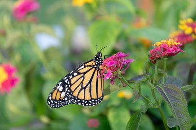 Close-up of butterfly pollinating on pink flower