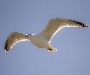 Low angle view of seagull flying