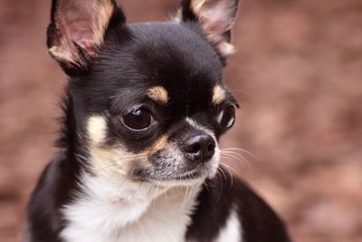 Close-up of dog