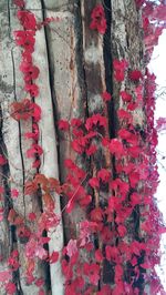 Close-up of ivy on tree