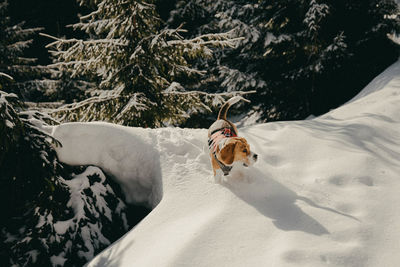 High angle view of dog on snow