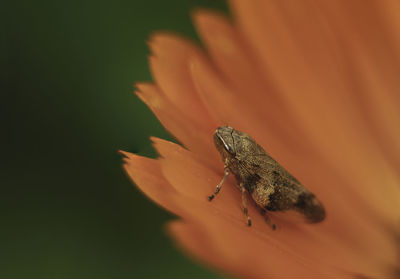 Close-up of butterfly pollinating on flower