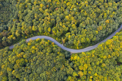 High angle view of flowering plants by road in forest