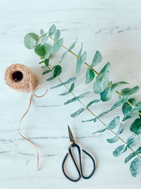 High angle view of eucalyptus leaves on table