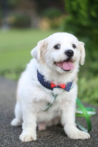 Portrait of white dog sitting outdoors