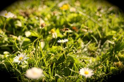 White flowers blooming on field