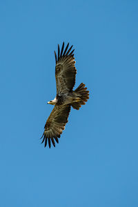 Low angle view of eagle flying against clear blue sky