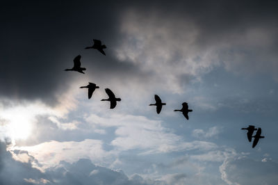 Low angle view of silhouette birds flying in dramatic  sky