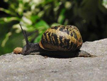 Close-up of snail on rock
