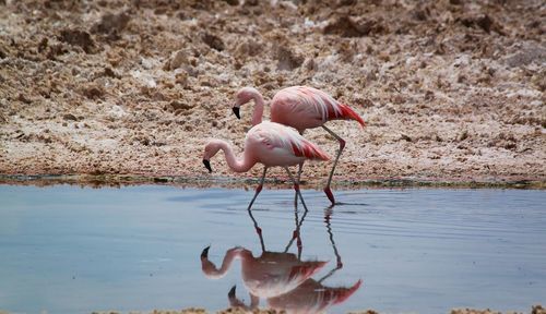 Flamingoes wading in water