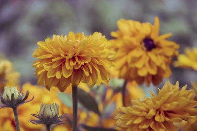 Close-up of yellow flowering plant