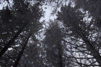 Low angle view of trees against sky