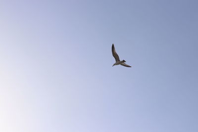 Low angle view of seagull flying in sky