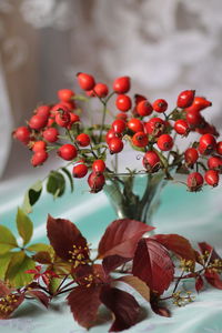 Close-up of red berries growing on plant