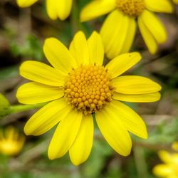 Close-up of yellow flower