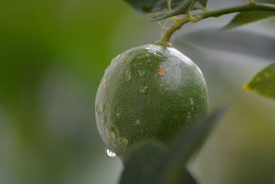 Close-up of wet fruit on tree