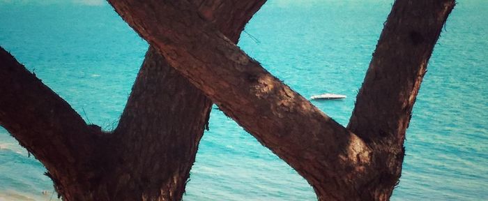 Close-up of tree trunk by sea