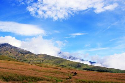 Scenic view of field against sky