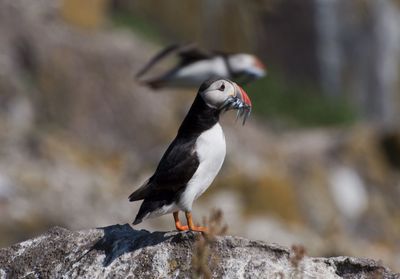 Close-up of bird perching on rock