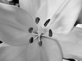 Close-up of white rose flower