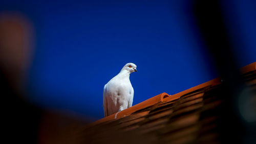 Low angle view of seagull perching