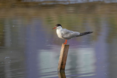 Bird perching on a lake