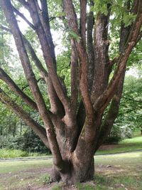 View of tree