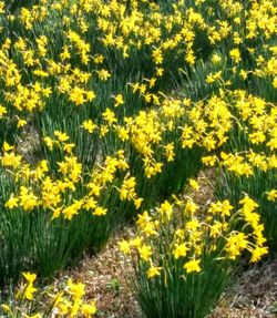 Yellow flowering plants on field