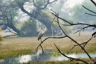 A grey heron perching on the tree branch against foggy wetland of national park