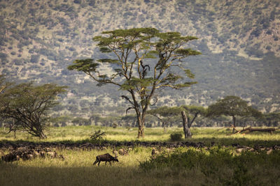 View of tree on landscape