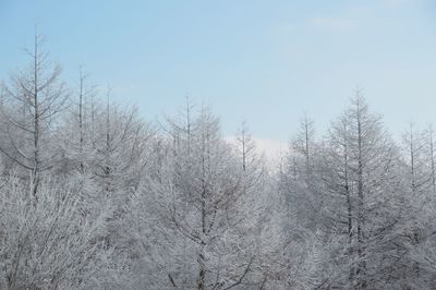 Bare trees on snow covered land against sky