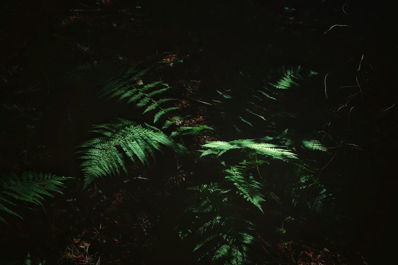 CLOSE-UP OF FERN AGAINST TREES IN FOREST