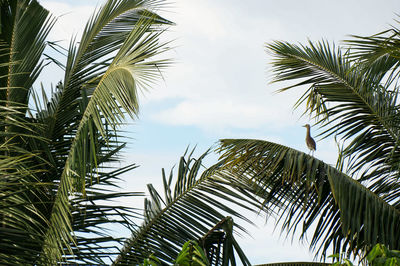 palm tree