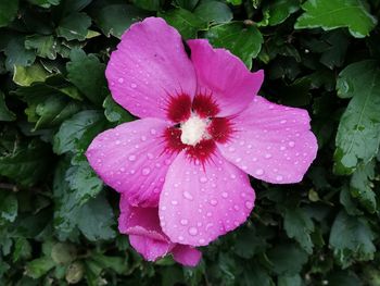 Close-up of wet pink flower